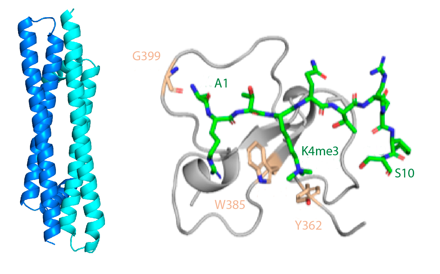 On the left, the helical region of ING3 with the two molecules in different shades of blue. On the right, the region of ING3 (in gray, with some residues highlighted in brown) that recognizes the methylated histone H3 (in green)