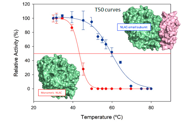 T50 (10 min) curves of the recombinant NLAC from Pleurotus eryngii as a monomeric enzyme or forming a heterodimer with the small subunit