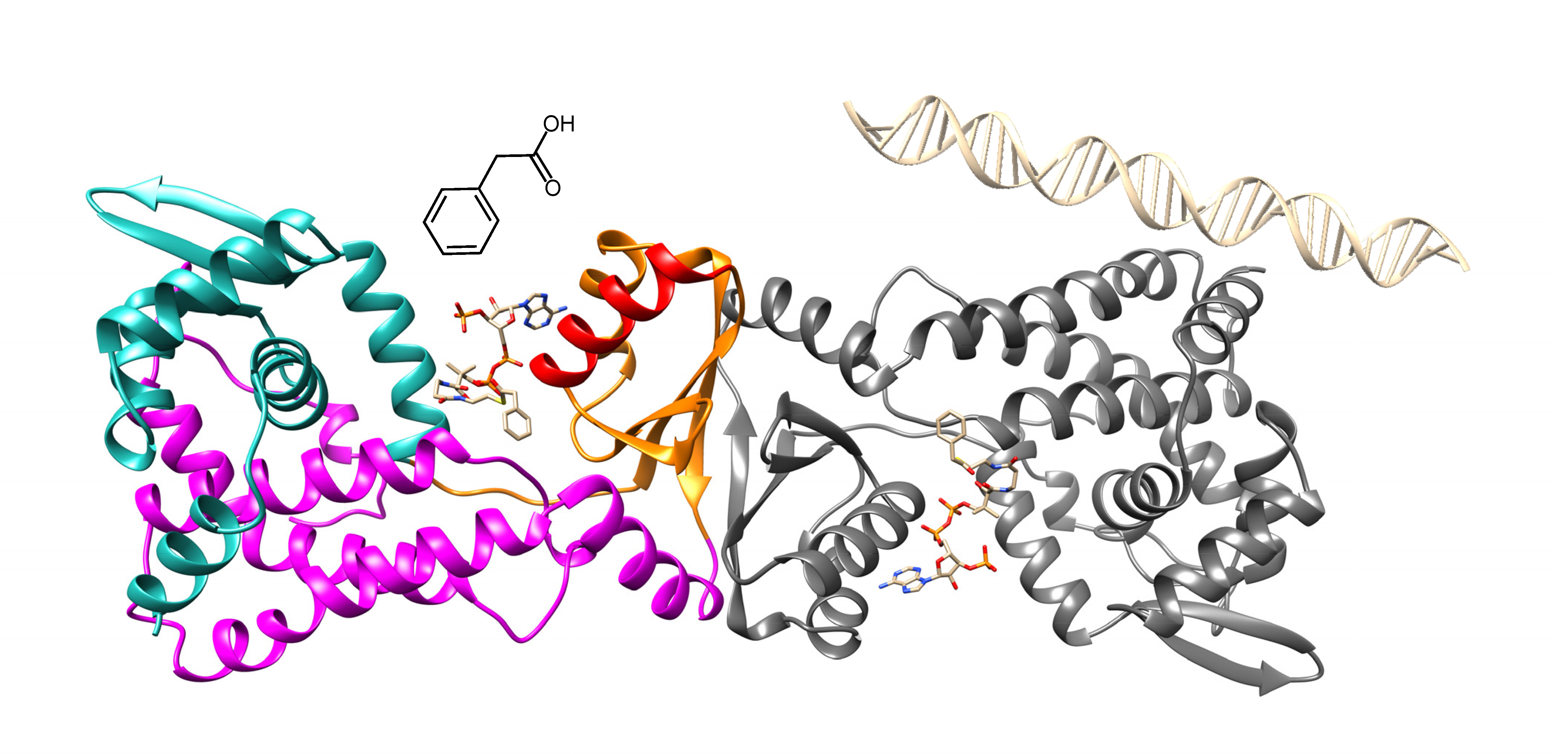 The elucidation of the structure of the PaaX repressor allows a better understanding of the regulation of phenylacetic acid metabolism in bacteria.