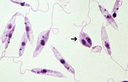 Promastigotes de Leishmania