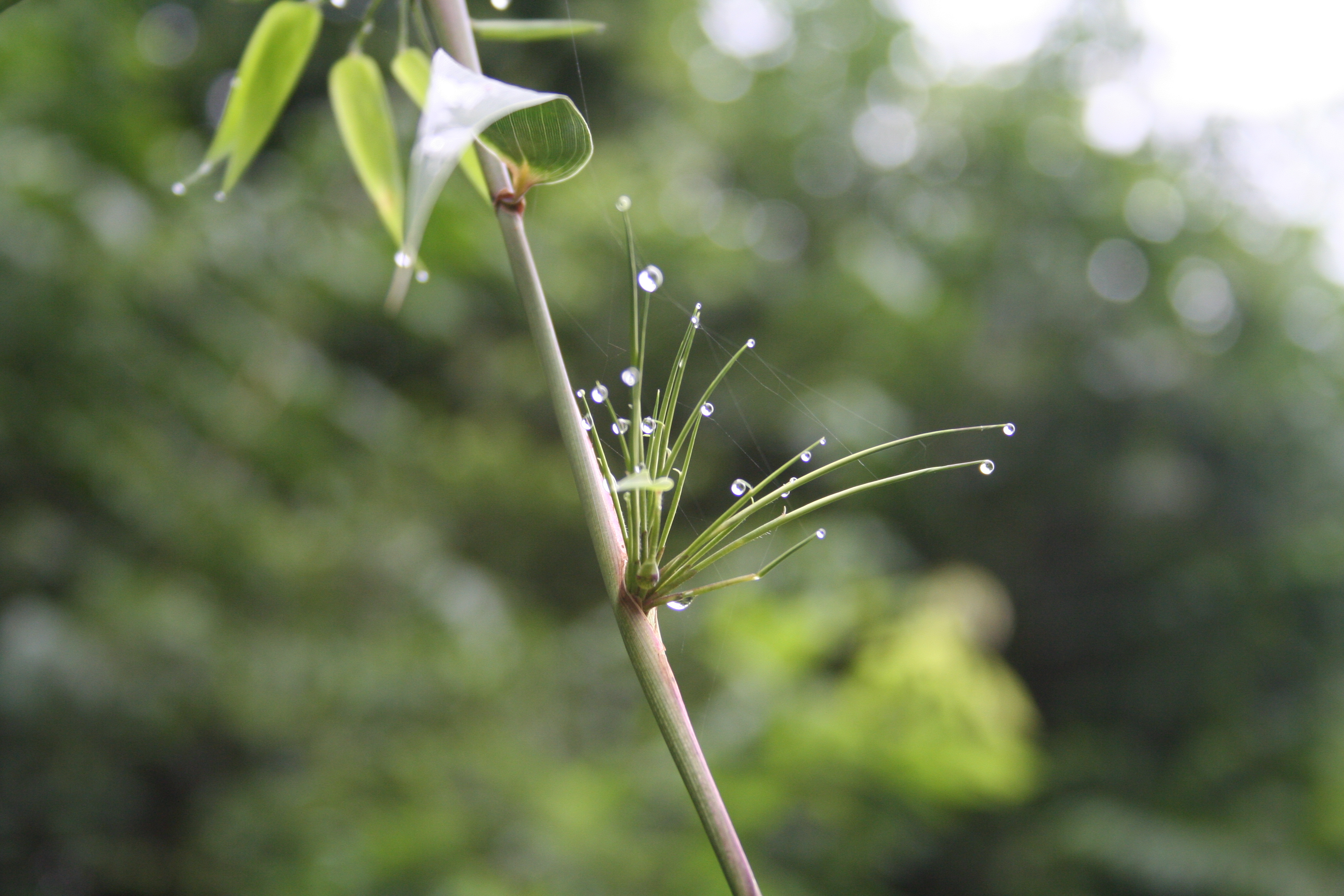 The One Earth Series. Chapter III. Maintaining the Equilibrium. Photograph by A. Bravo and M. Espinosa