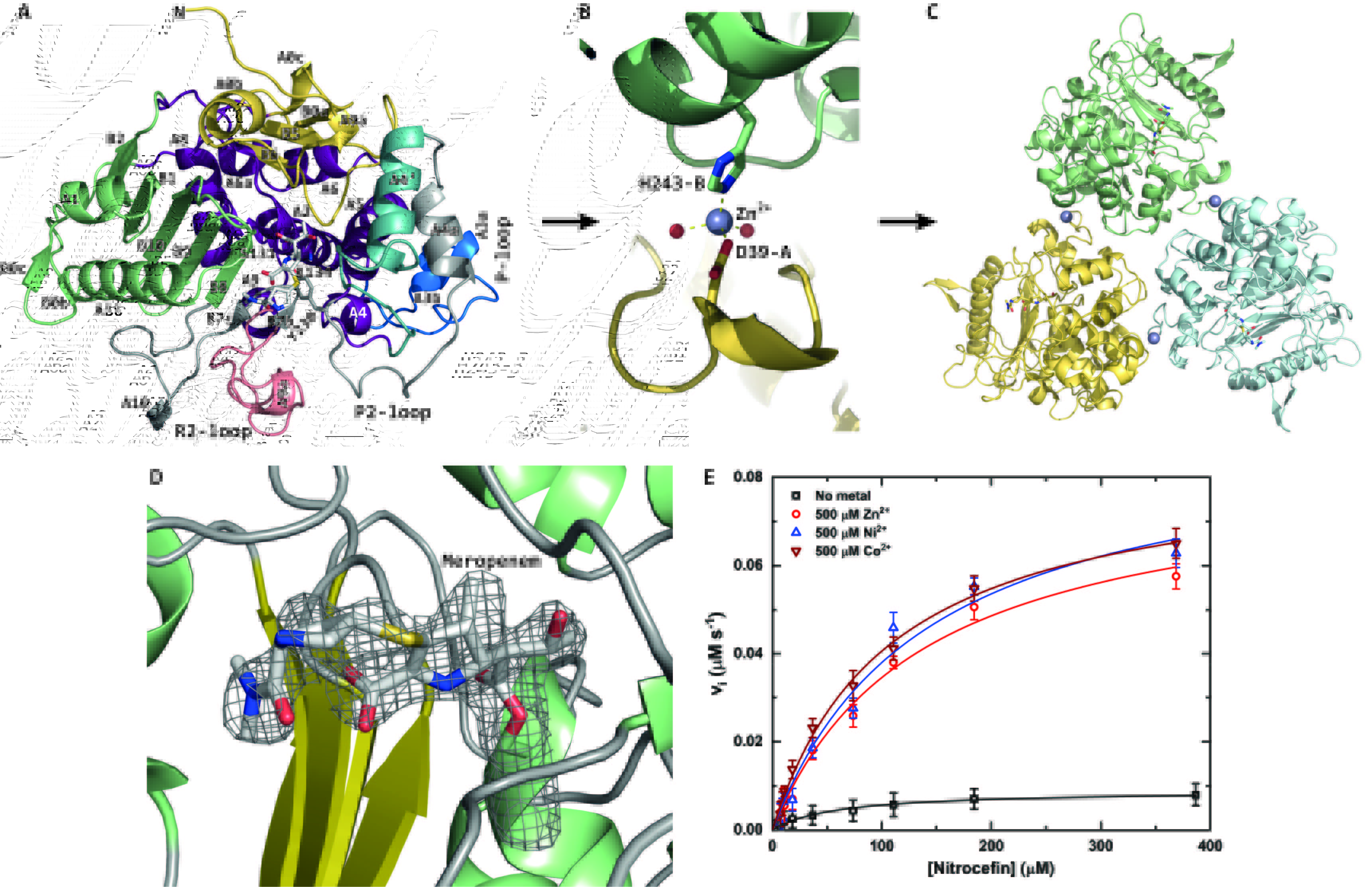 Structure of PIB-1 from Pseudomonas aeruginosa. The monomer (A) upon binding of a Zn2+ ion (B) becomes a trimer (C). The antibiotic meropenem is covalently bound to the active site (D). The activity of PIB-1 increases in the presence on metal ions, such as Zn2+, Ni2+ and Co2+.
