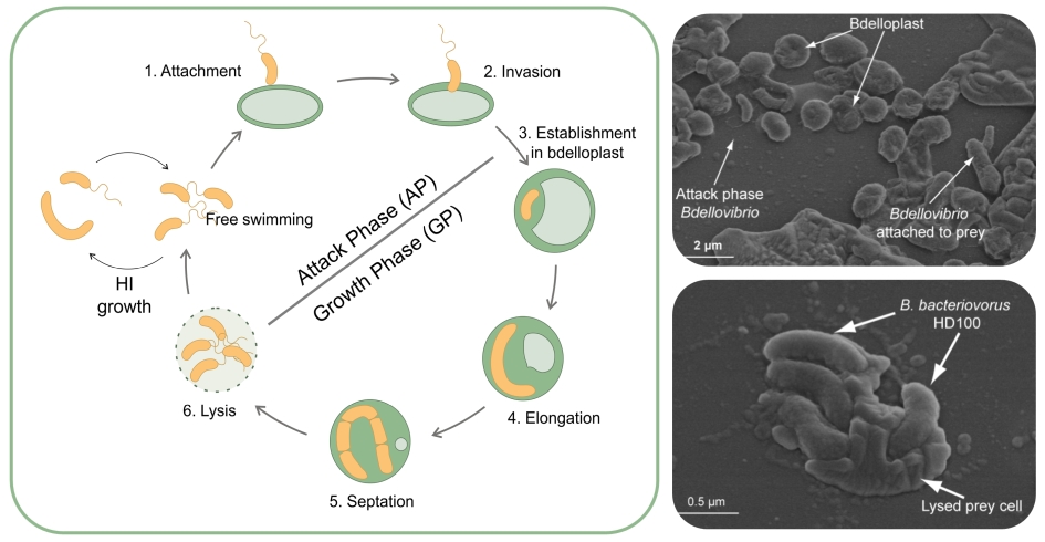 Ciclo de vida de Bdellovibrio