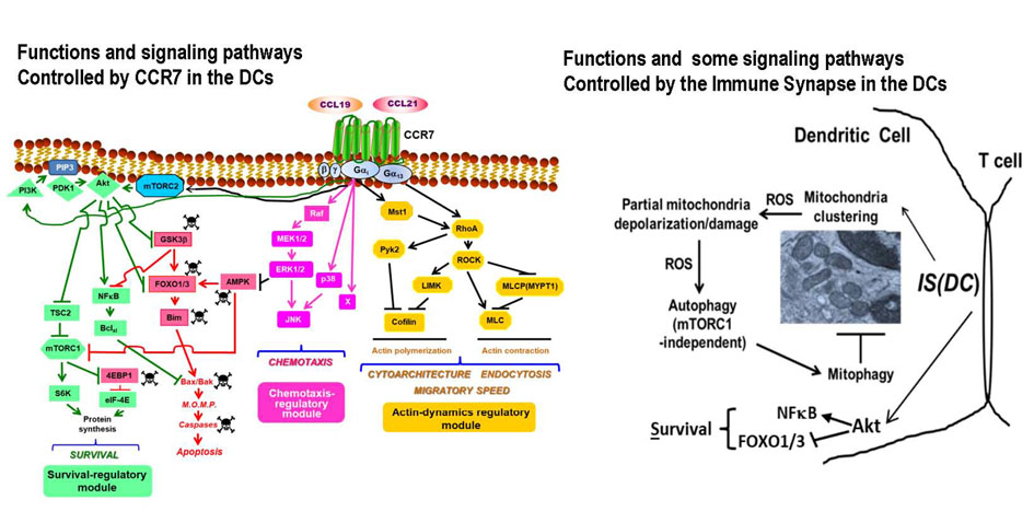 Functions of  the Dendritic Cells Controled by CCR7 and the Immune Synpase