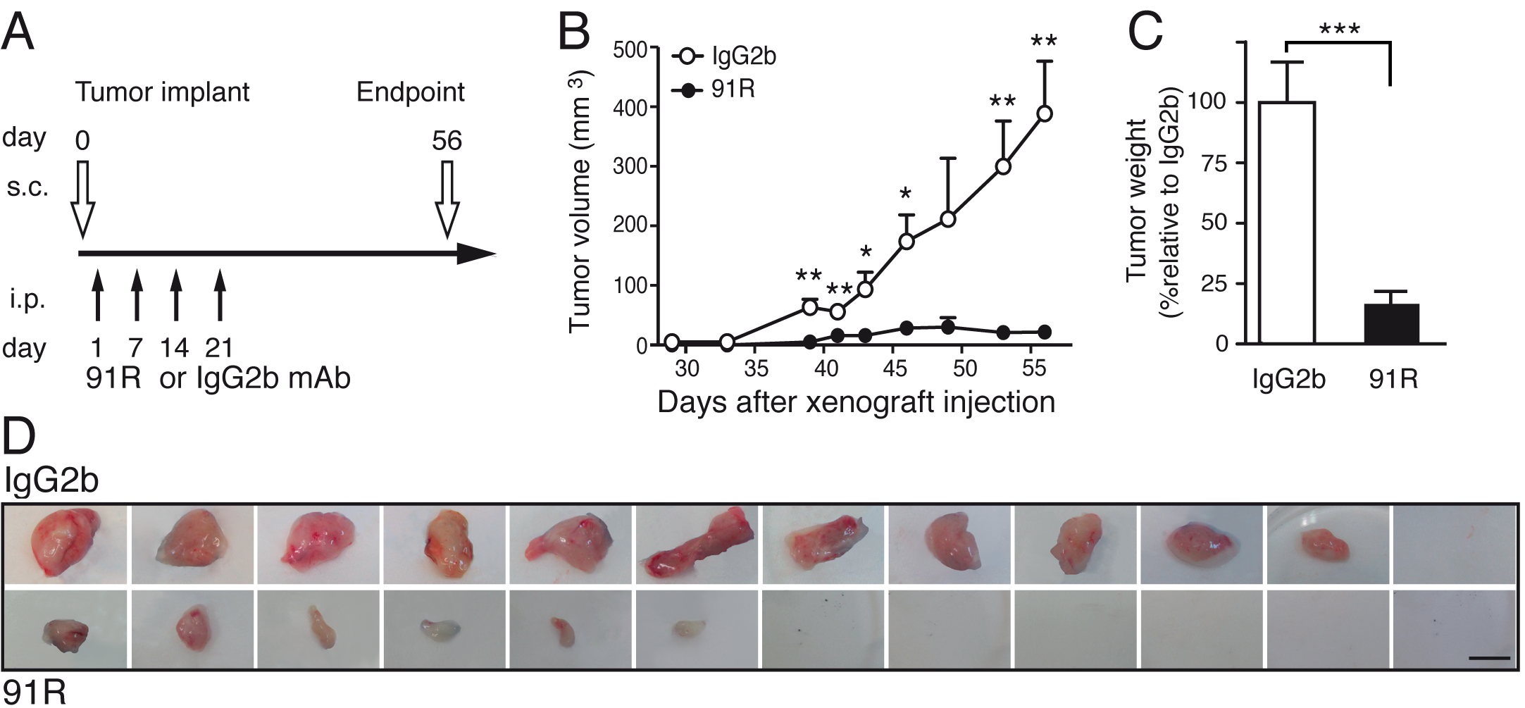 anti moral activity of 91R mAb