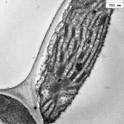 cloroplasto