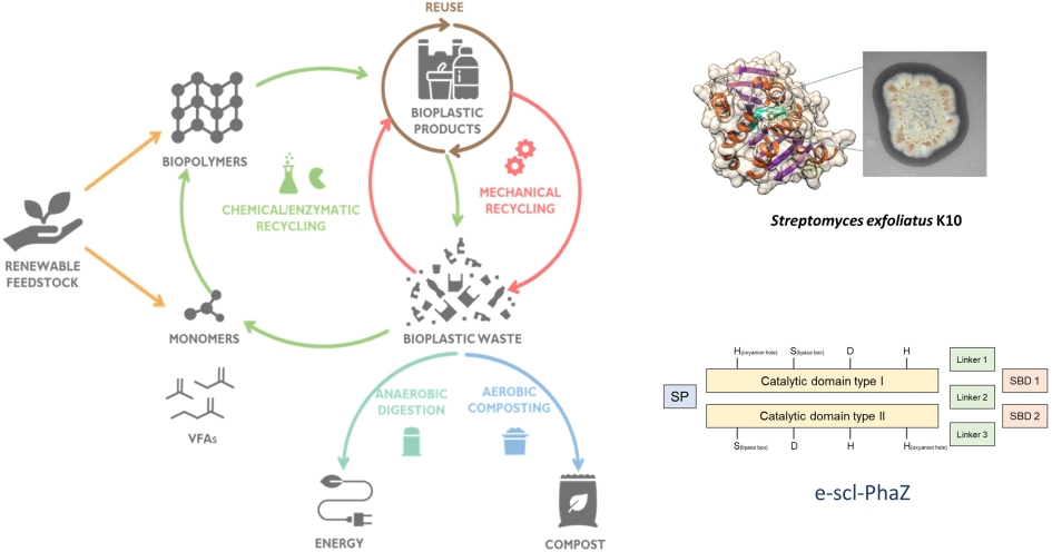Reciclado enzimático de (bio)plásticos