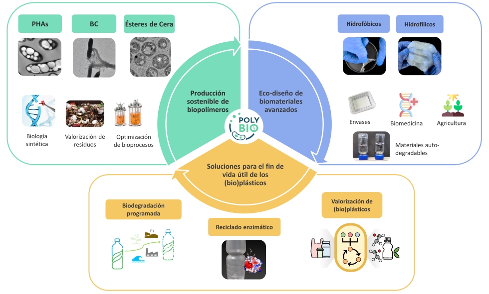 Líneas de investigación de POLYBIO