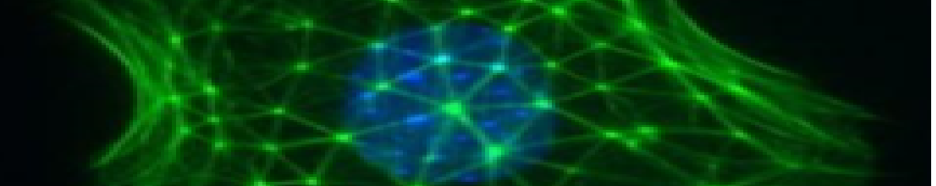Cell architecture