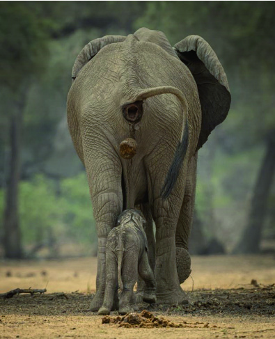 Figure 2. The baby elephant is being trained to change its diet from feeding on mom’s milk to a diet of grasses, leaves, shrubs, fruits and roots. Mom poops on the baby, because it contains a mature microbiome. Photograph credits: Jens Cullmann, www.wildfriendsugandasafaris.com.
