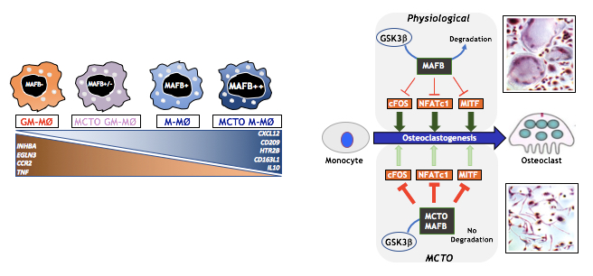 MAFB in macrophage polarization and osteoclast differentiation