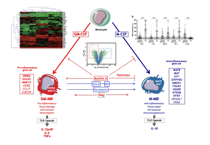 Summary Macrophage re-programming