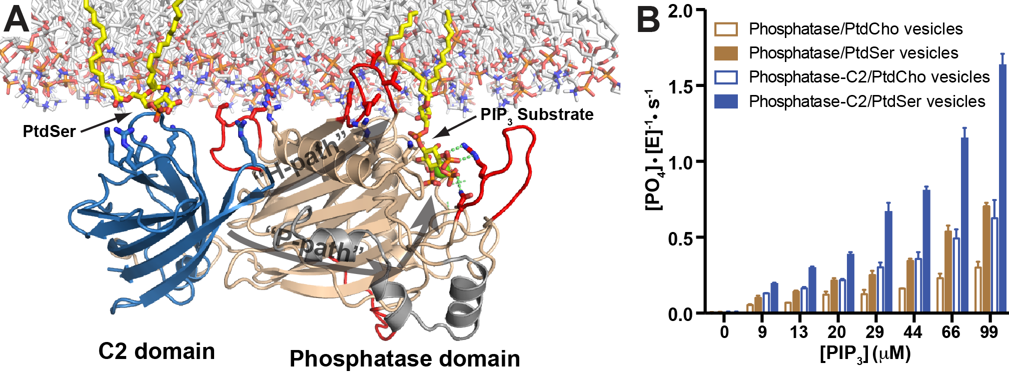 Allosteric signalling in SHIP2 on the membrane