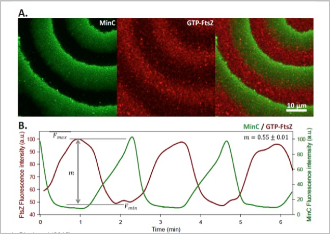 Z-Min waves
