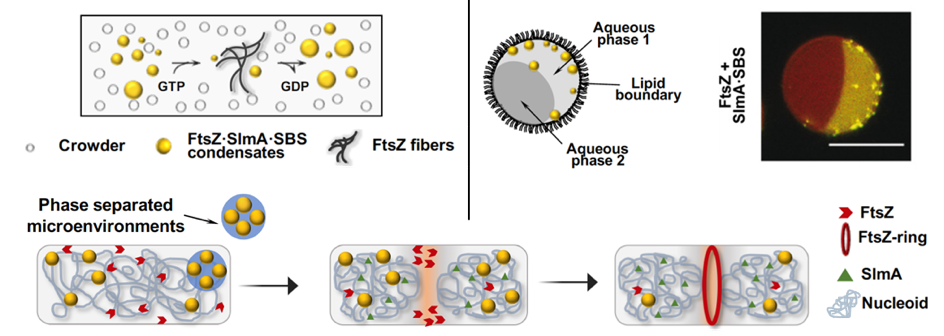 ZSlmA-condensates
