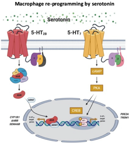 Macrophage re-programming by serotonin: mechanisms