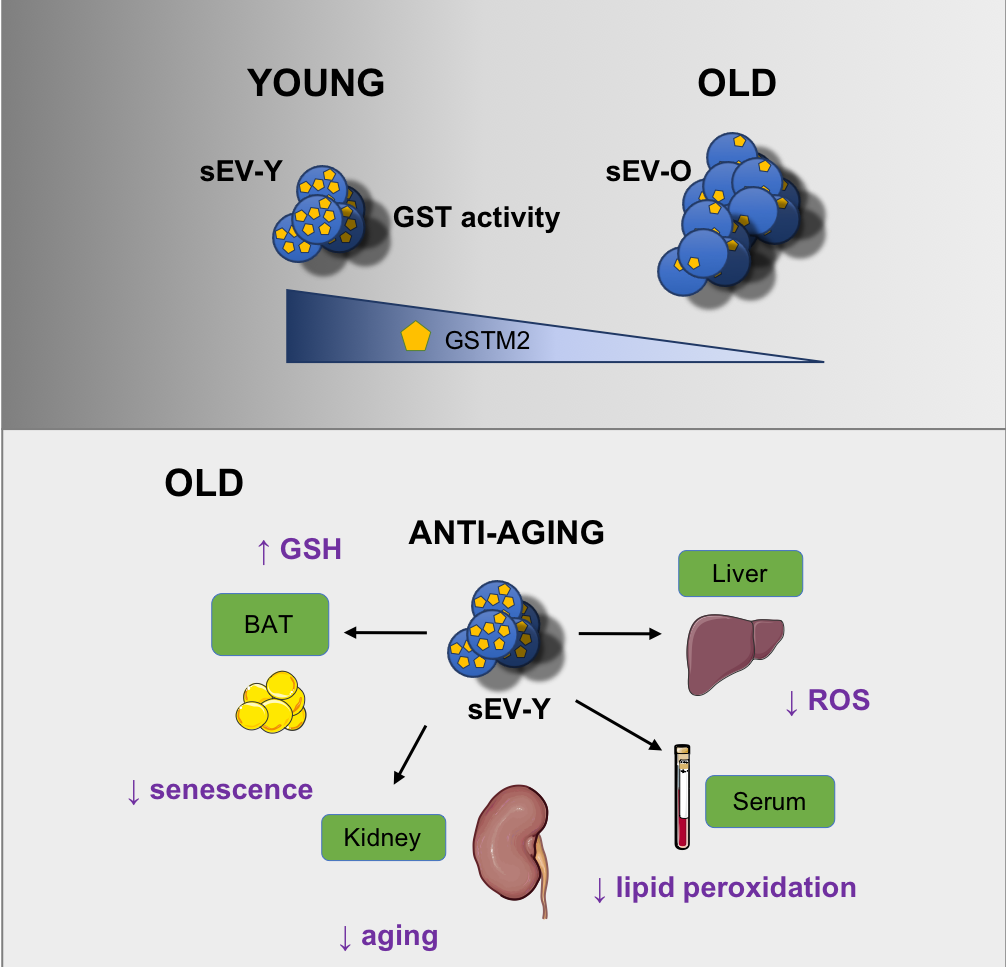 Figure 2. Small extracellular vesicles can mediate rejuvenation in old mice via the glutathione-S-transferase M2 (GSTM2) protein