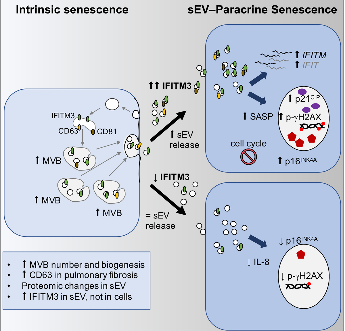 Figure 1. Small extracellular vesicles isolated from senescent cells mediate paracrine senescence