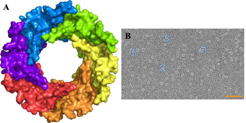 Estructura 3D de Hcp1 de A. baumannii