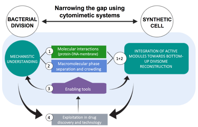 BASYC - Bacterial division in synthetic cytomimetic environments