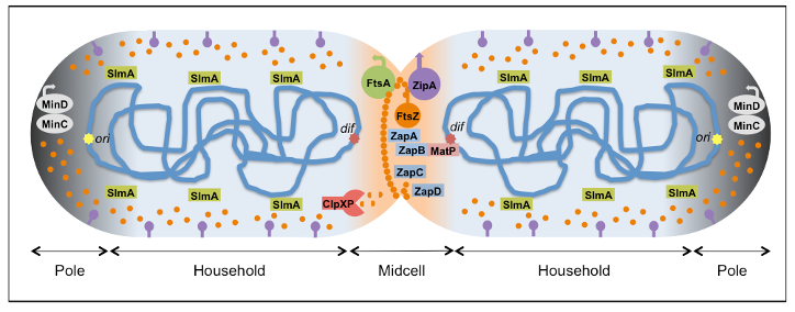 The elements of the bacterial division machinery (the divisome)