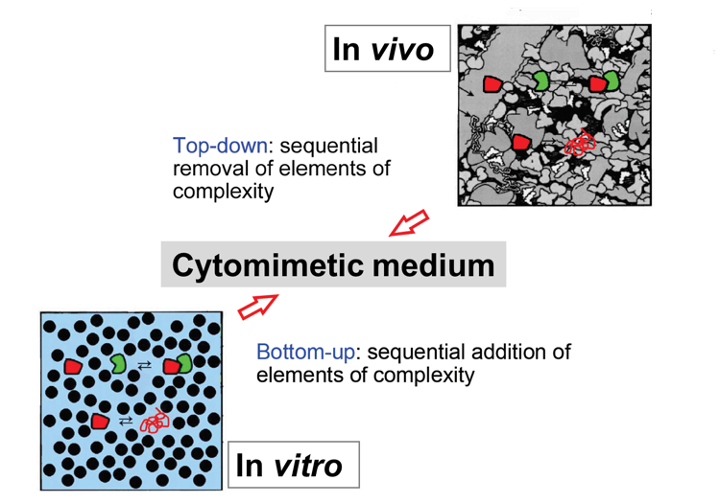 Macromolecular crowding – in vitro, in vivo, and in between. 