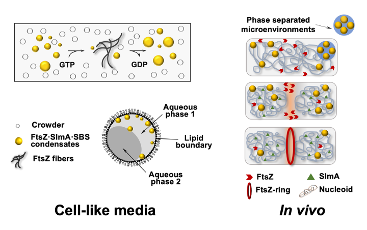 Macromolecular phase separation in bacterial division. 