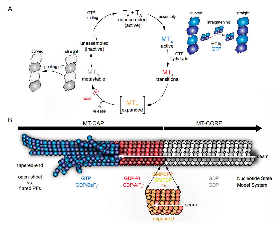Microtubule regulation