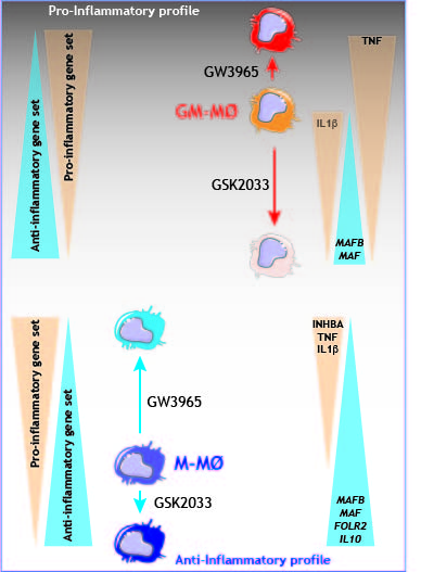 LXR role in macrophage re-programming