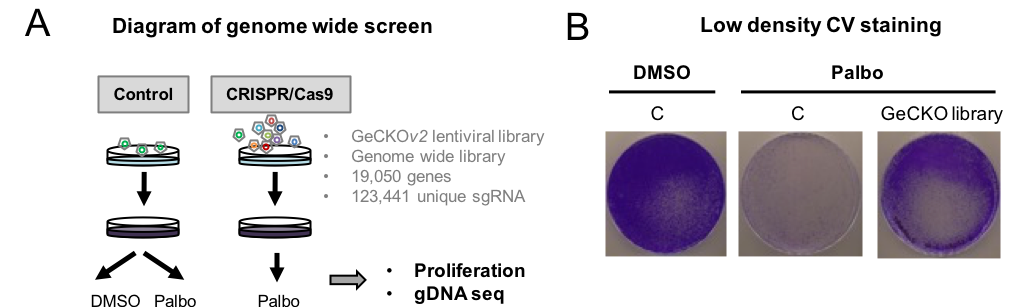 Figure 2. CRISPR/Cas9 screening identifies candidate genes whose loss are implicated in Palbociclib cell cycle arrest. (A) Schematic representation of the proof-of-concept genome-wide screen performed using the GeCKOv2 pooled sgRNA library. Cells were infected with the library (CRISPR/Cas9) or the control (control) and treated with Palbociclib (Palbo) for 14 days. (B) MCF7 cells expressing either the control (C) or the GeCKO library after 14 days Palbo treatment were stained with crystal violet. 