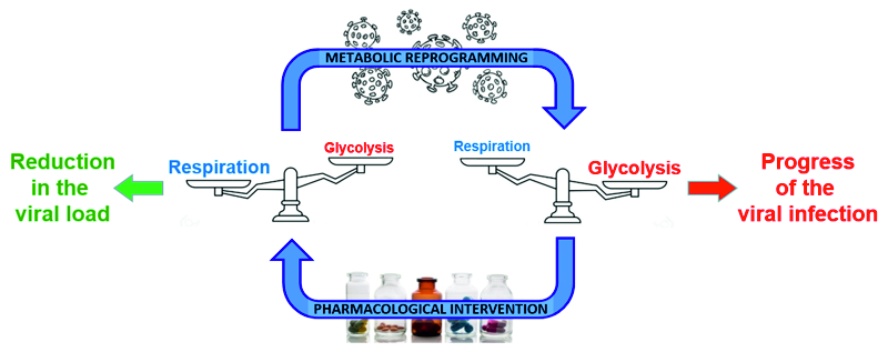 Metabolic reprogramming during viral infection