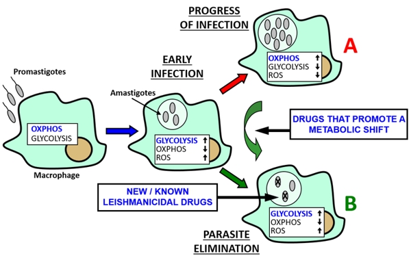 Leishmanicidal strategies