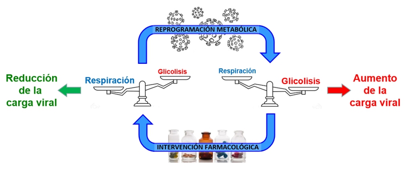 Reprogramación metabólica en la infección viral