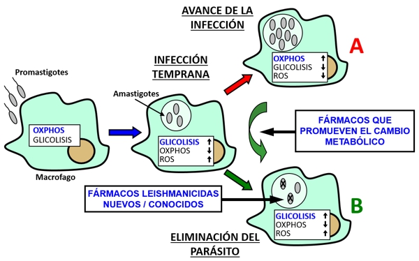 Estrategias leishmanicidas