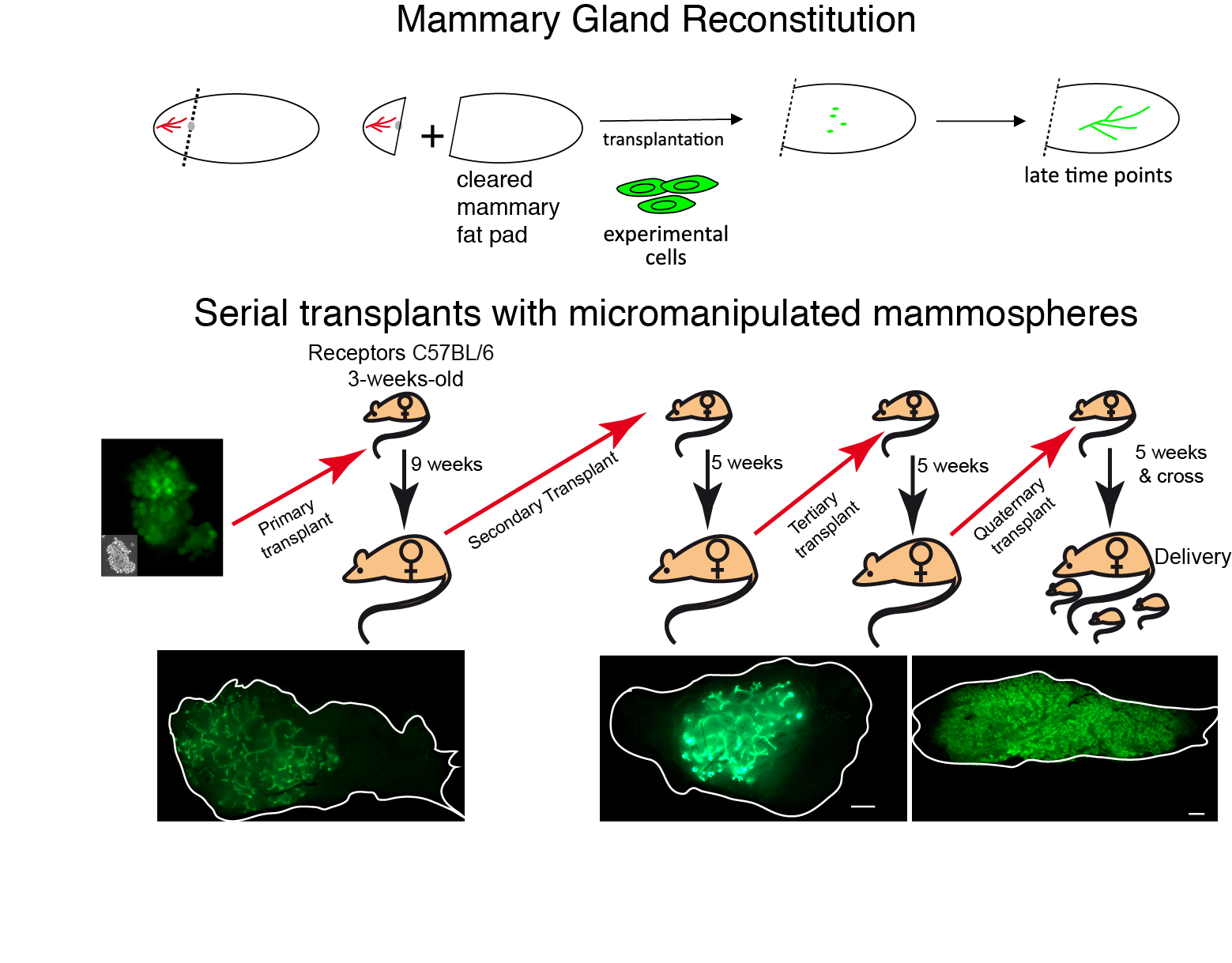 mammary gland reconstitution with micro-manipulated mammospheres