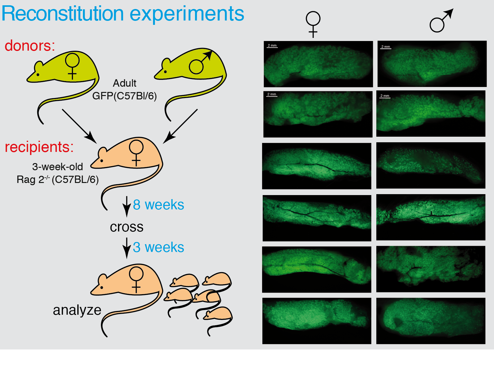 male mammary gland cells can reconstitute