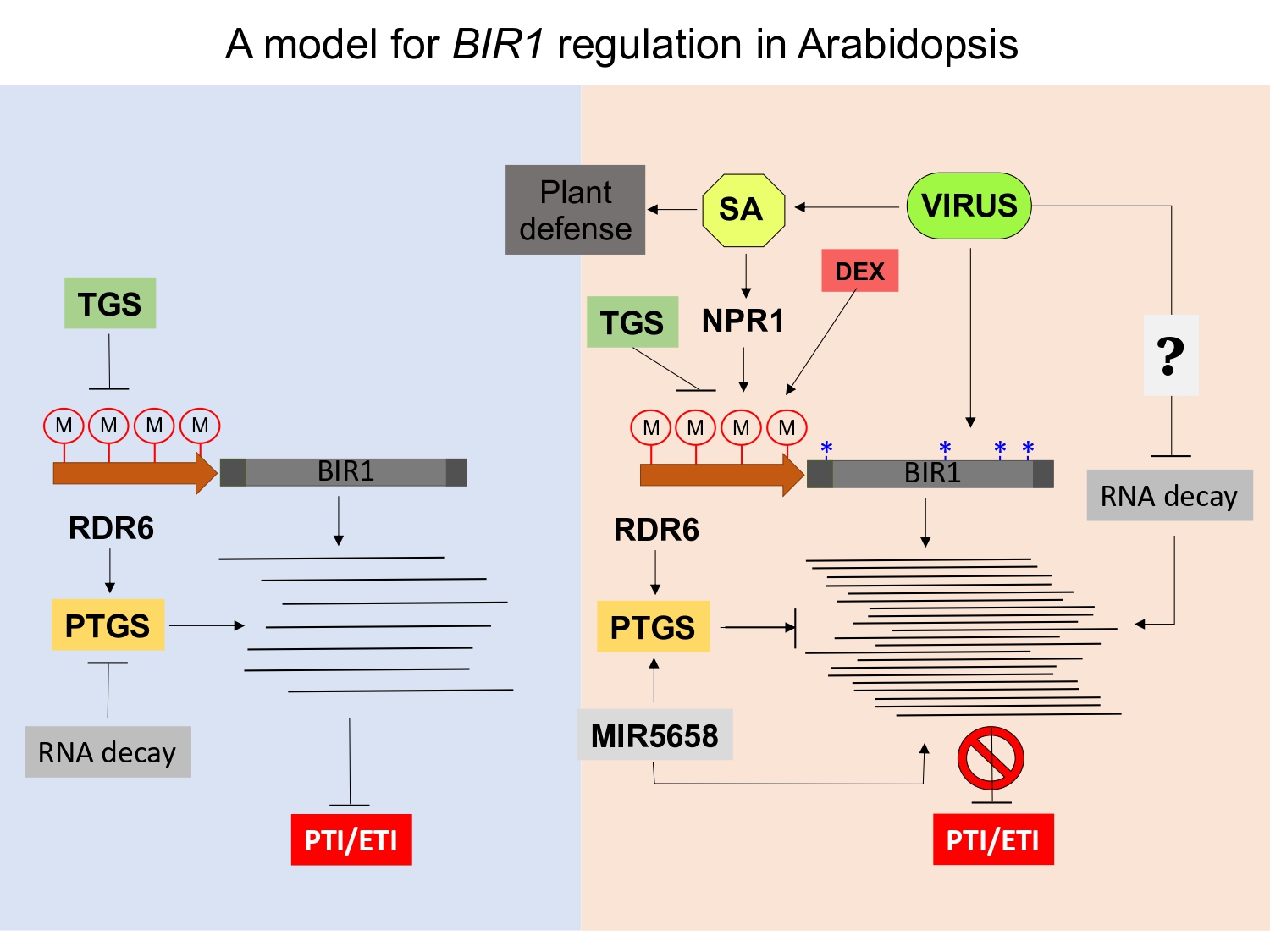 A model of RNA silencing and NMD-dependent BIR1 regulation