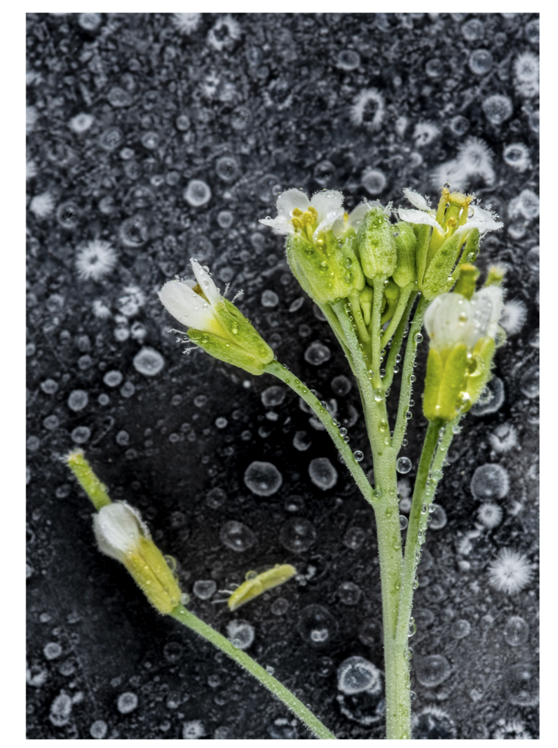 planta