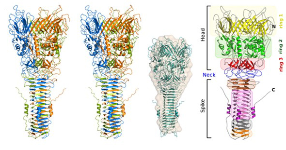 Estructura de VgrG1 de P. aeruginosa.