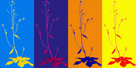 warhol
