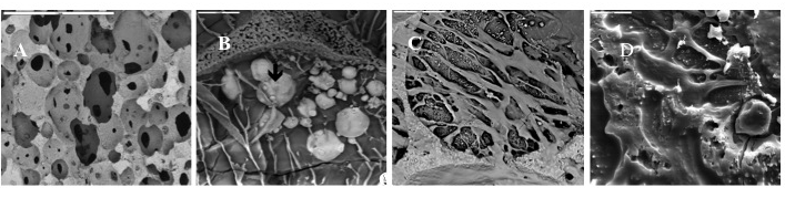 Imágenes de Cryosem de cultivos 3D de osteoblastos MC3T3-E1 en scaffolds CellCeram. Panel A: scaffold; Panel B: scaffold incubado con partículas de CoCr (fecha negra); Panel C: osteoblastos MC3T3-E1 cultivados en scaffolds en presencia de 0,5 mg/ml de partículas de CoCr. Se observan los filopodios de las células sobre la superficie del scaffold; Panel D: detalle de los osteoblastos cultivados en los scaffolds en presencia de 0,5 mg/ml de partículas de CoCr.
