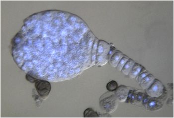 embrion derivado de microspora