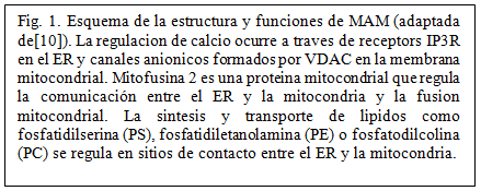 MAM texto