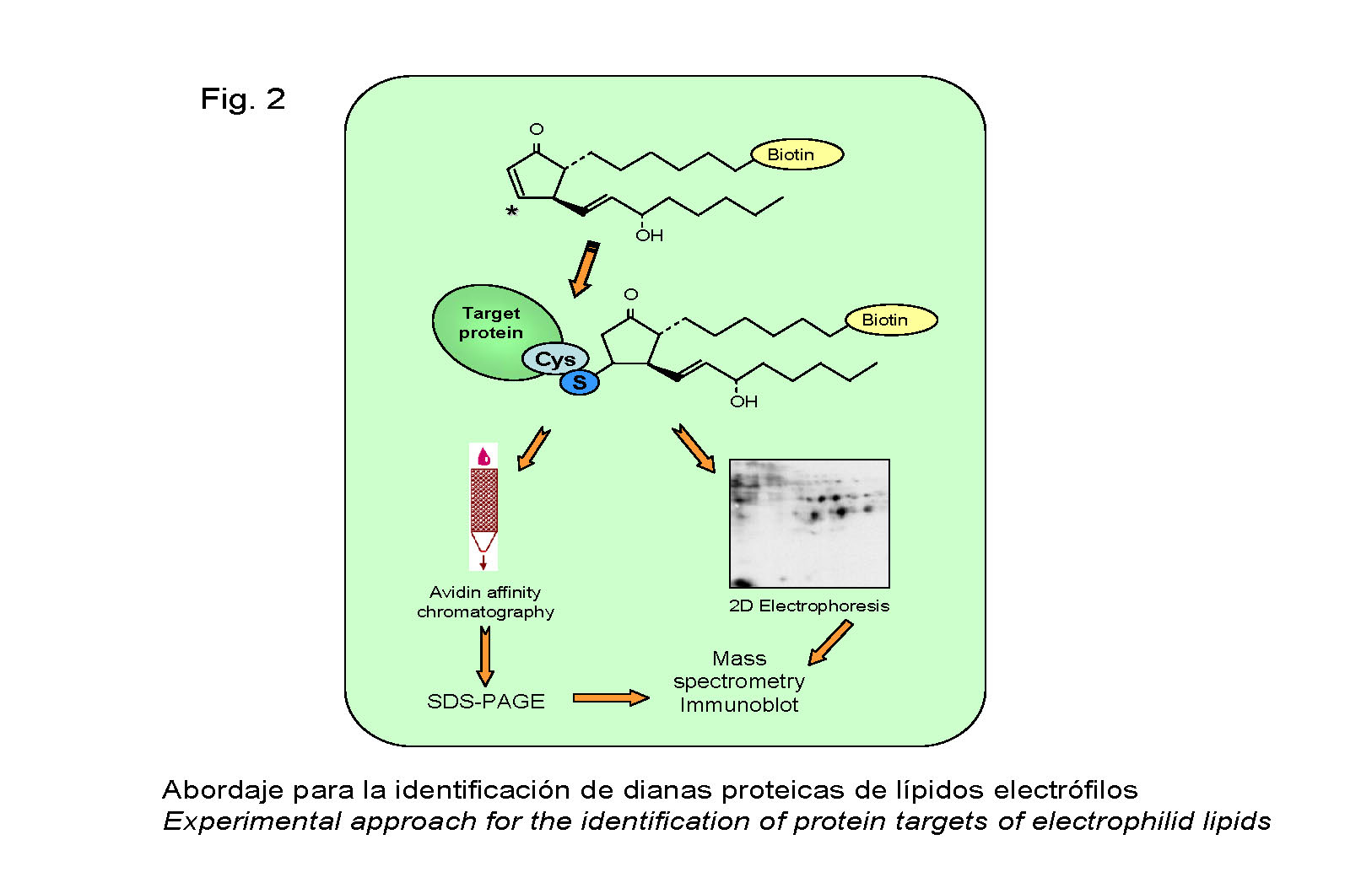 Abordaje proteómico para identificación de dianas de lipoxidación