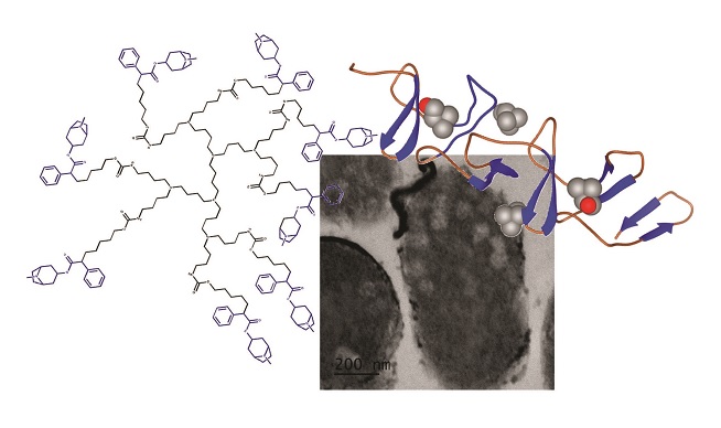 Novel antimicrobials targeting surface proteins