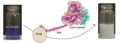 Biorreactores de PHA