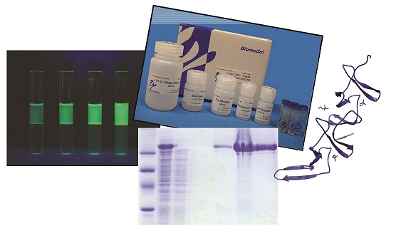 CBMs para inmovilizar y purificar proteínas