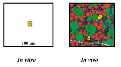 invitro-vs-invivo