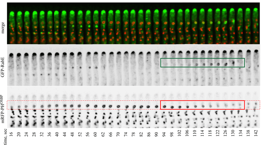 Maturation of TGN cistern into post-Golgi vesicles