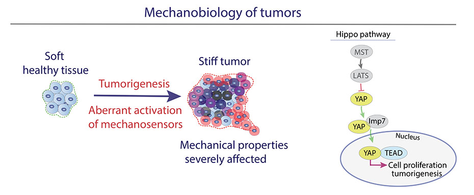 Research line 2. Mechanobiology of tumors